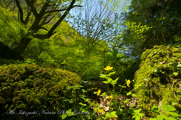 写真集 No.32 －新緑と山野草（皿ヶ峰）－