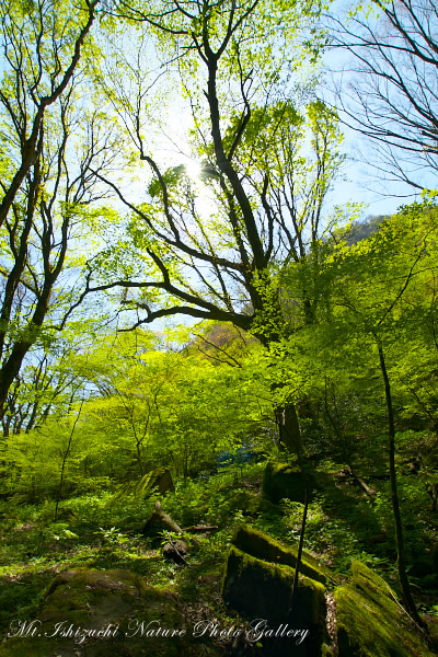 写真集 No.34 －皿ヶ峰の森（新緑と山野草）－