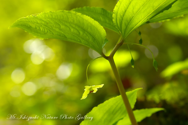 写真集 No.35 －新緑と山野草（皿ヶ峰）－