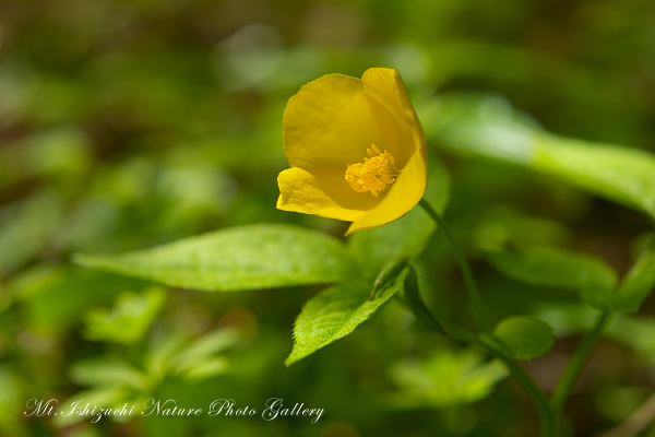 写真集 No.41 －皿ヶ峰の森（新緑と山野草）－