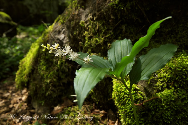 写真集 No.46 －新緑と山野草（皿ヶ峰）－