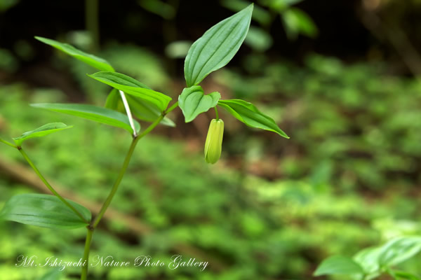 写真集 No.48 －新緑と山野草（皿ヶ峰）－