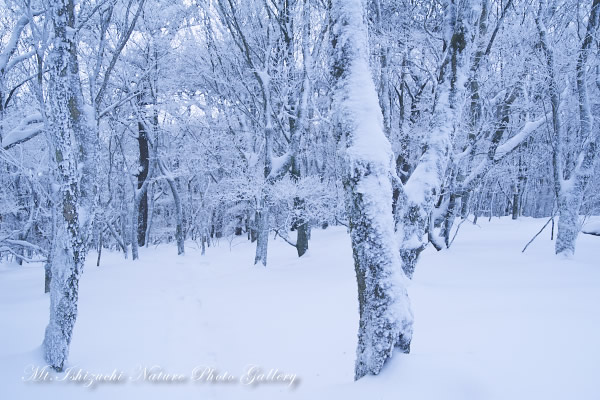 －皿ヶ峰雪景色01－