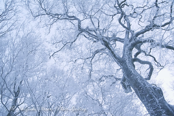 －皿ヶ峰雪景色03－