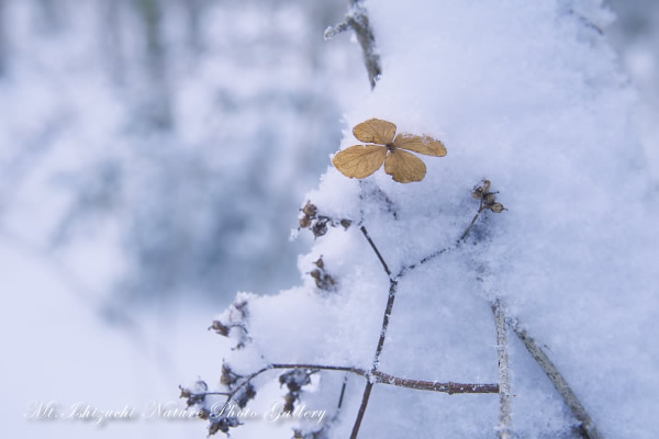 －皿ヶ峰雪景色04－