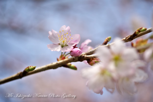 写真集 No.1 －寒桜咲く－