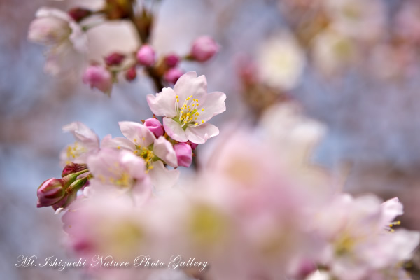 写真集 No.2 －寒桜咲く－