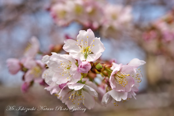 写真集 No.3 －寒桜咲く－