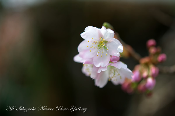 写真集 No.4 －寒桜咲く－