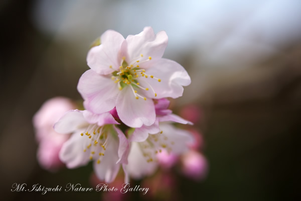 写真集 No.5 －寒桜咲く－