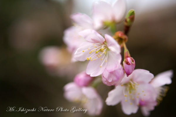 写真集 No.6 －寒桜咲く－