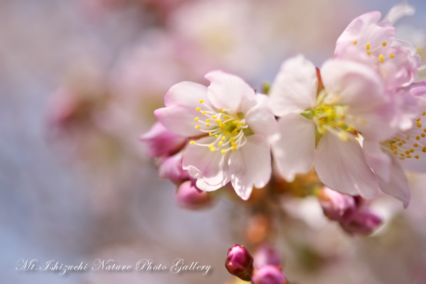 写真集 No.7 －寒桜咲く－