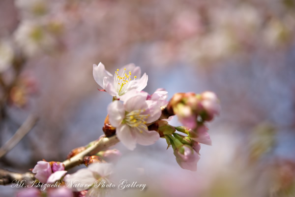 写真集 No.8 －寒桜咲く－