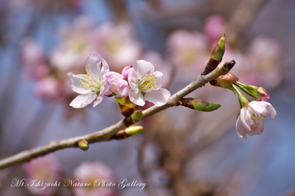 写真集 No.9 －寒桜咲く－