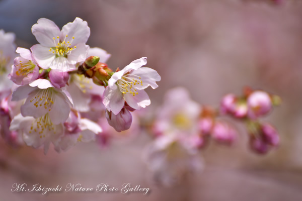 写真集 No.10 －寒桜咲く－