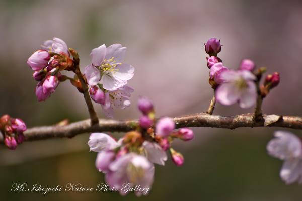 写真集 No.11 －寒桜咲く－