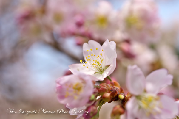 写真集 No.12 －寒桜咲く－