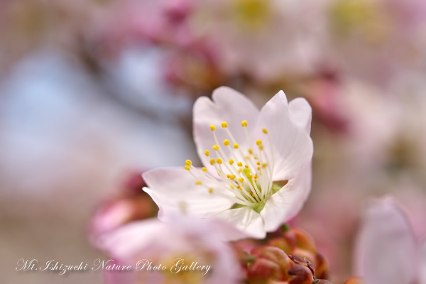 写真集 No.13 －寒桜咲く－