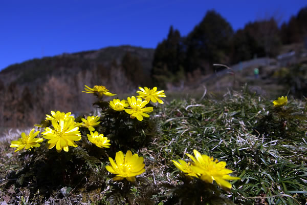 写真集 No.9 －福寿草－