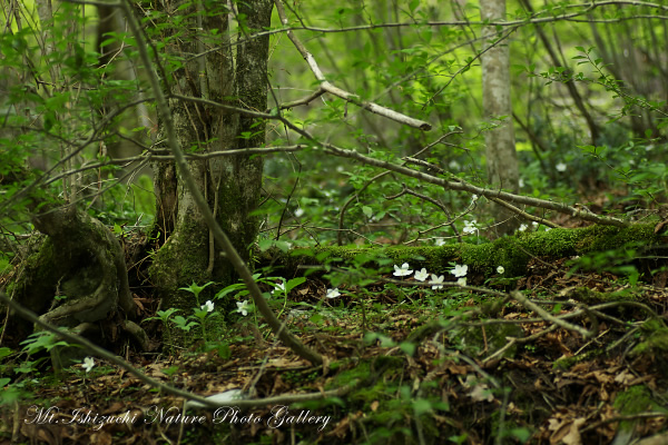 写真集 No.1 －一輪草－