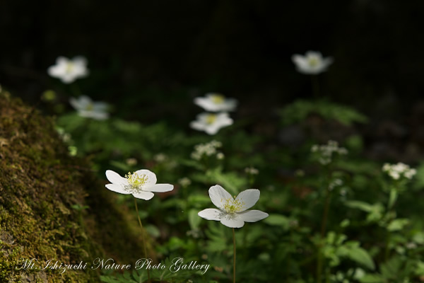 写真集 No.2 －一輪草－