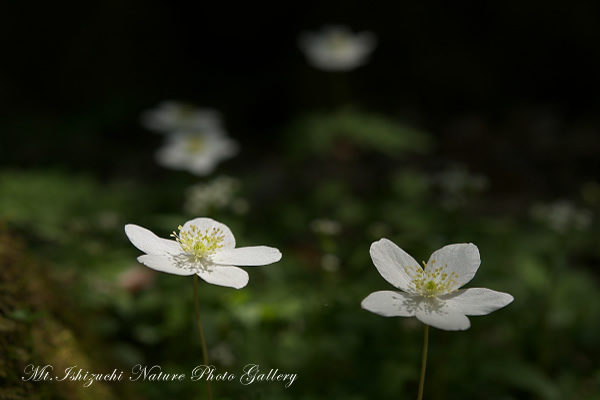 写真集 No.3 －一輪草－