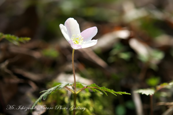 写真集 No.4 －一輪草－