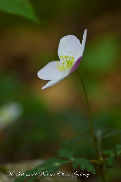 写真集 No.7 －一輪草－