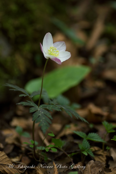 写真集 No.8 －一輪草－