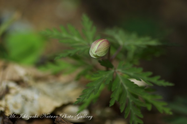 写真集 No.11 －一輪草－