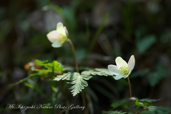 写真集 No.13 －一輪草－