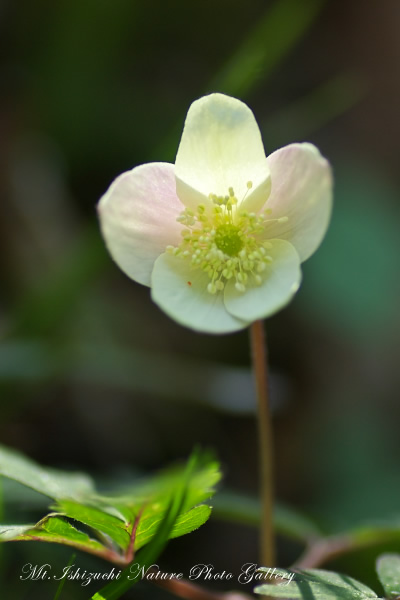 写真集 No.14 －一輪草－