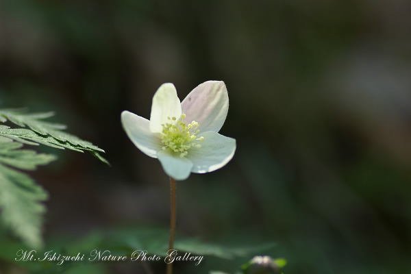 写真集 No.15 －一輪草－