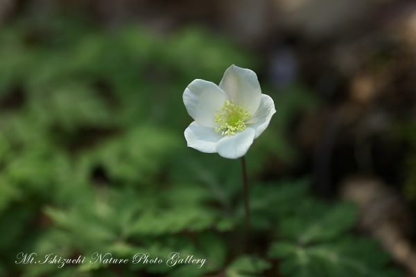 写真集 No.16 －一輪草－