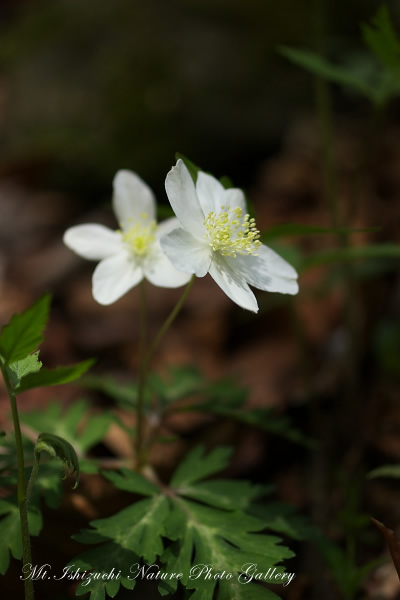 写真集 No.24 －一輪草－