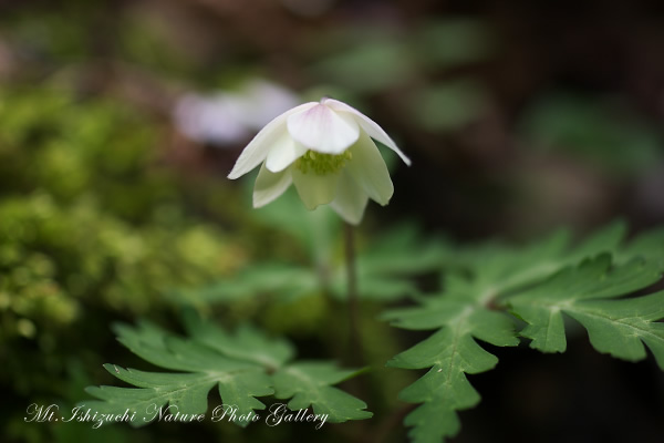 写真集 No.26 －一輪草－