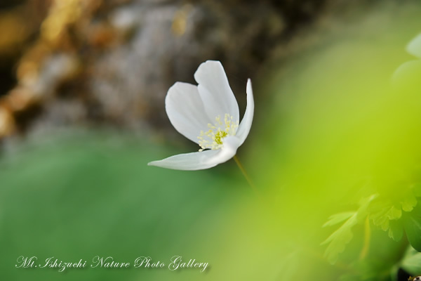 写真集 No.28 －一輪草－