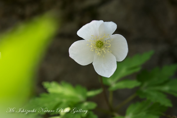 写真集 No.30 －一輪草－