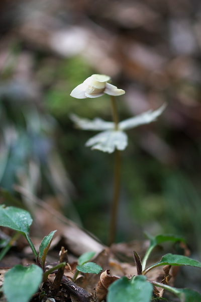 写真集 No.1 －雪割一華－