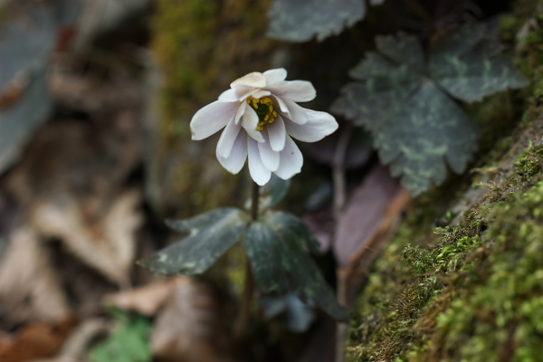 写真集 No.3 －雪割一華－