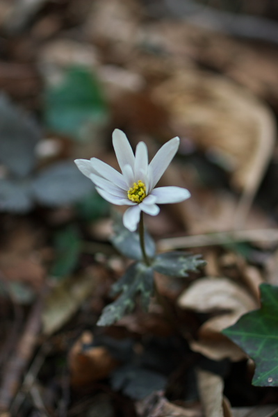 写真集 No.4 －雪割一華－