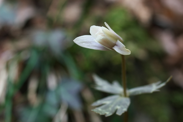 写真集 No.7 －雪割一華－