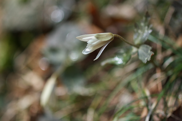 写真集 No.8 －雪割一華－