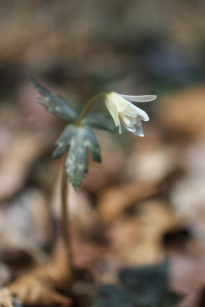 写真集 No.10 －雪割一華－