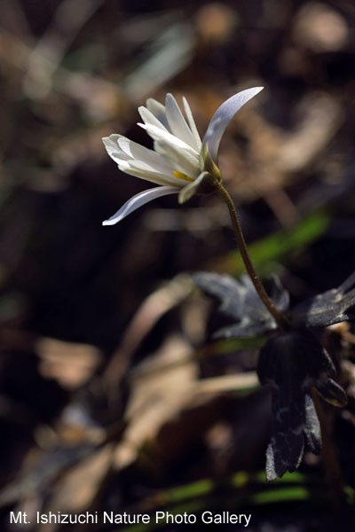 写真集 No.6 －雪割一華－