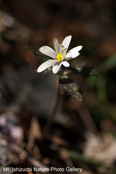 写真集 No.7 －雪割一華－