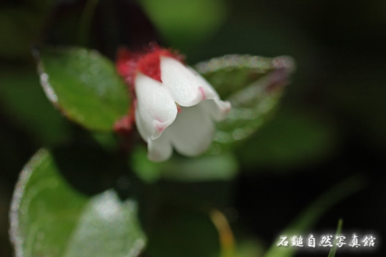 アカモノ（赤物）の高画質写真