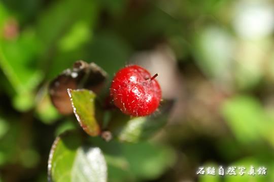 アカモノ（赤物）の高画質写真