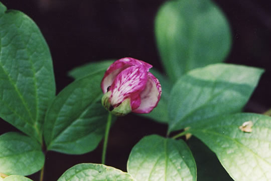 ベニバナヤマシャクヤク（紅花山芍薬）の高画質写真