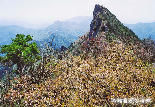 イシヅチザクラ（石鎚桜）の高画質写真